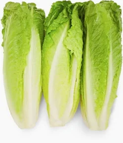 Romaine - 24ct