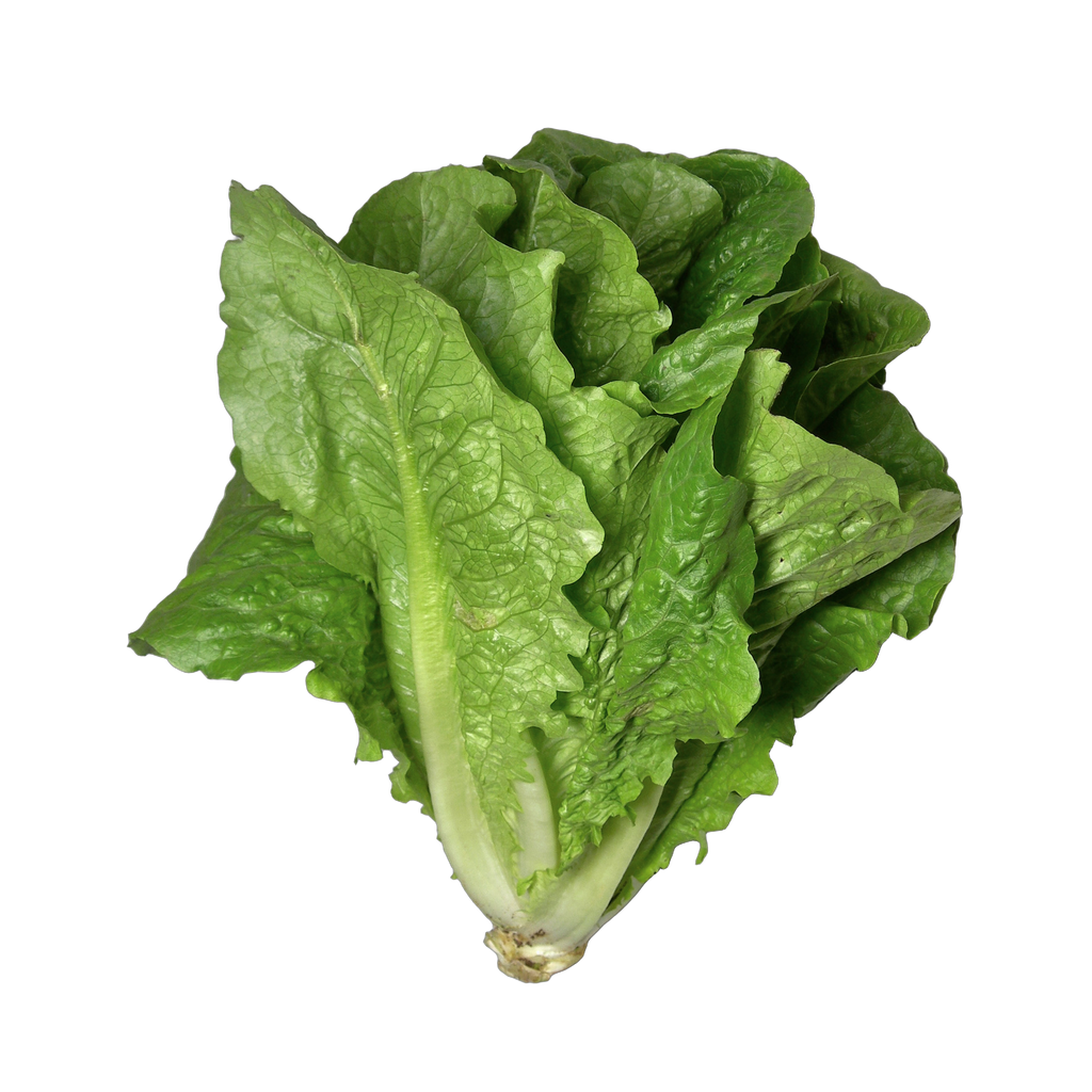 Romaine - 24ct